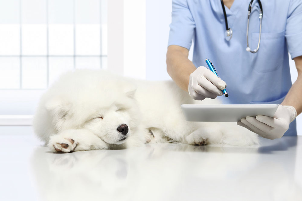 4 signs that one’s pet dog is sick